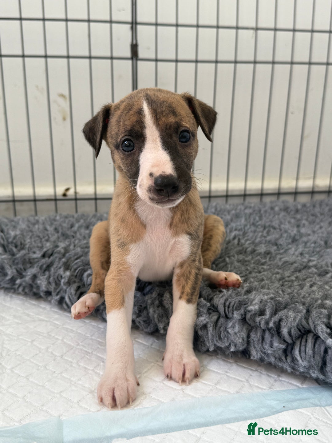 Whippet dogs for sale: Beautiful pedigree whippet puppies  - Image 22