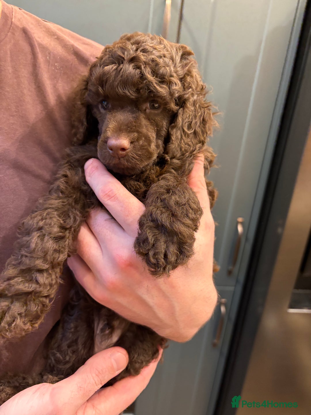 Miniature Poodle dogs for sale: X2 left KC registered miniature poodle pups  - Advert 2