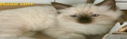 Ragdoll cats for sale: ❗️Charming Pure Ragdoll Kittens waiting love ❤️❗️ - Advert 11