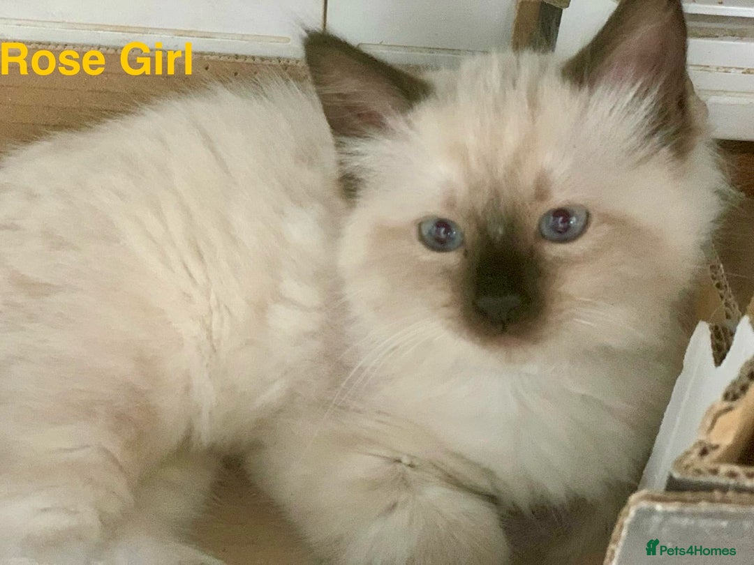 Ragdoll cats for sale: ❗️Charming Pure Ragdoll Kittens waiting love ❤️❗️ - Advert 11