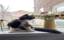 British Longhair cats for sale: Need to go asap - Image 5