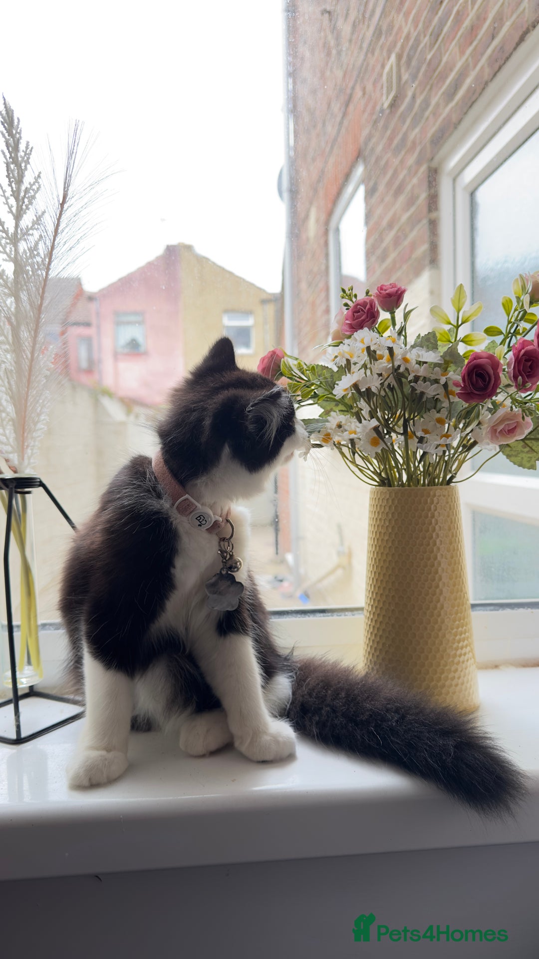British Longhair cats for sale: Need to go asap - Image 5