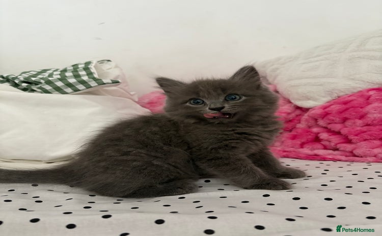 British Longhair cats - Advert 12