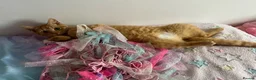 Mixed Breed cats for sale: Three ginger kittens🧡 - Advert 12