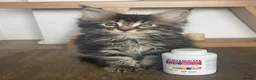 Maine Coon cats for sale: 7 GCCF registered Maine coon boys. - Advert 14