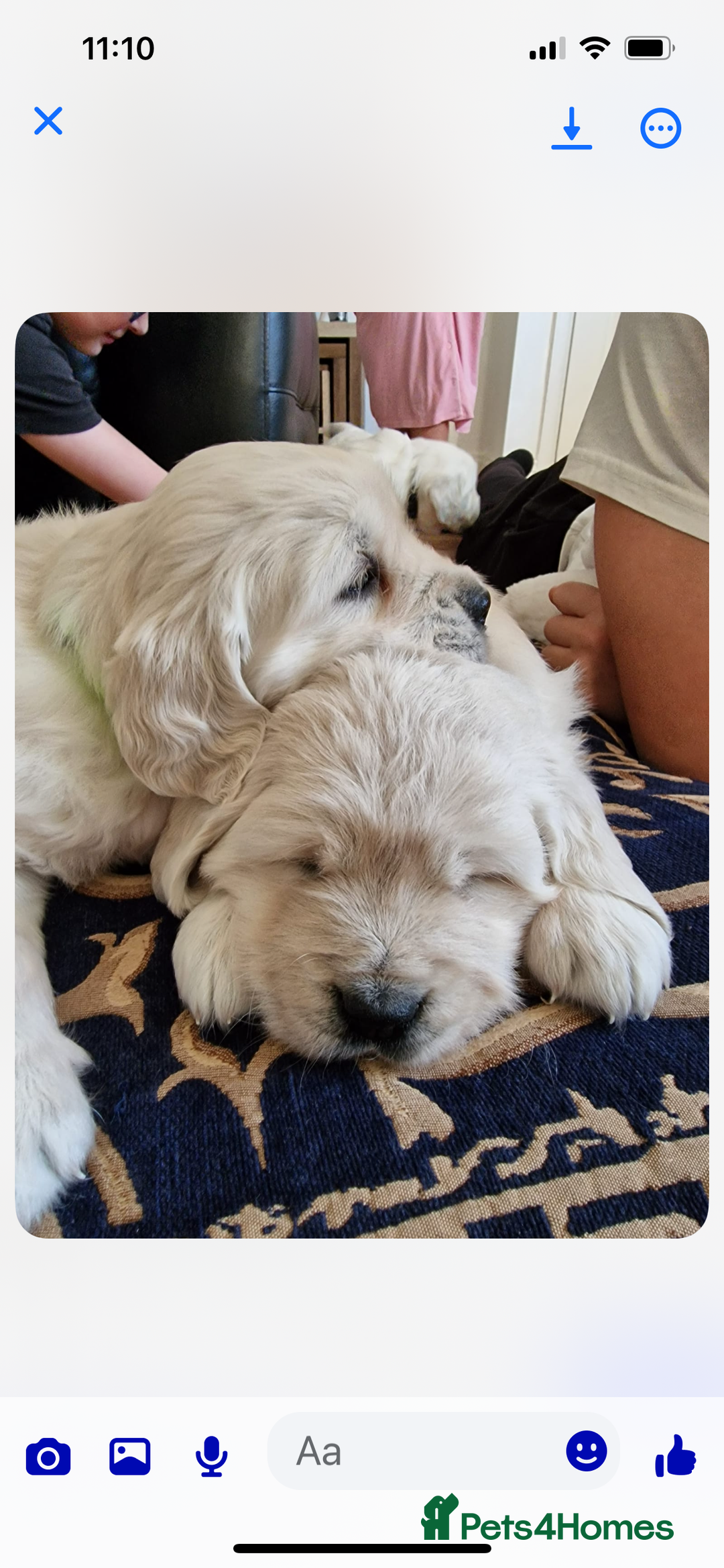 Golden Retriever dogs for sale: 3  Chunky puppies ready 17th December  - Advert 1