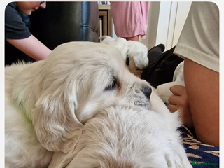 Golden Retriever dogs 3 Chunky puppies ready 17th December - Advert 7