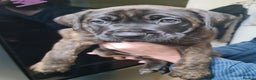 Mixed Breed dogs for sale: Presa canario - Advert 6