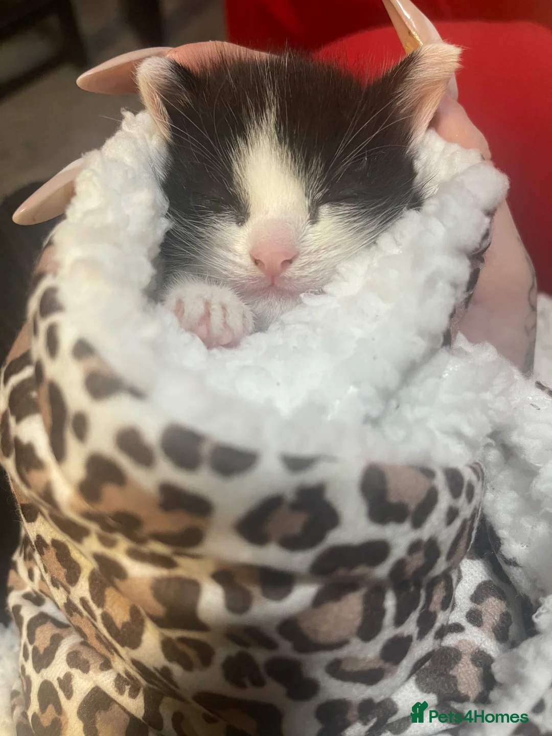 Mixed Breed cats for sale: Lovely boy & girl - Advert 2