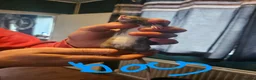 Rat rodents for sale: Baby 6weeks4 days old  - Advert 1