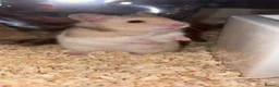 Hamster rodents for sale: Male Syrian hamster and full set up  - Advert 6