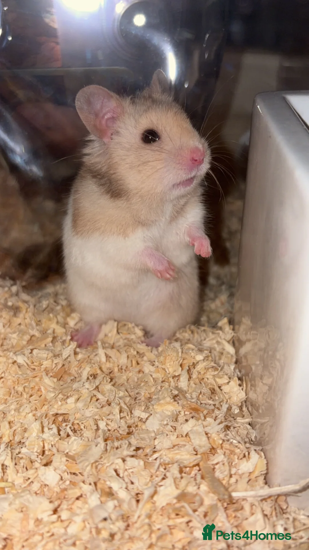 Hamster rodents for sale: Male Syrian hamster and full set up  - Advert 6