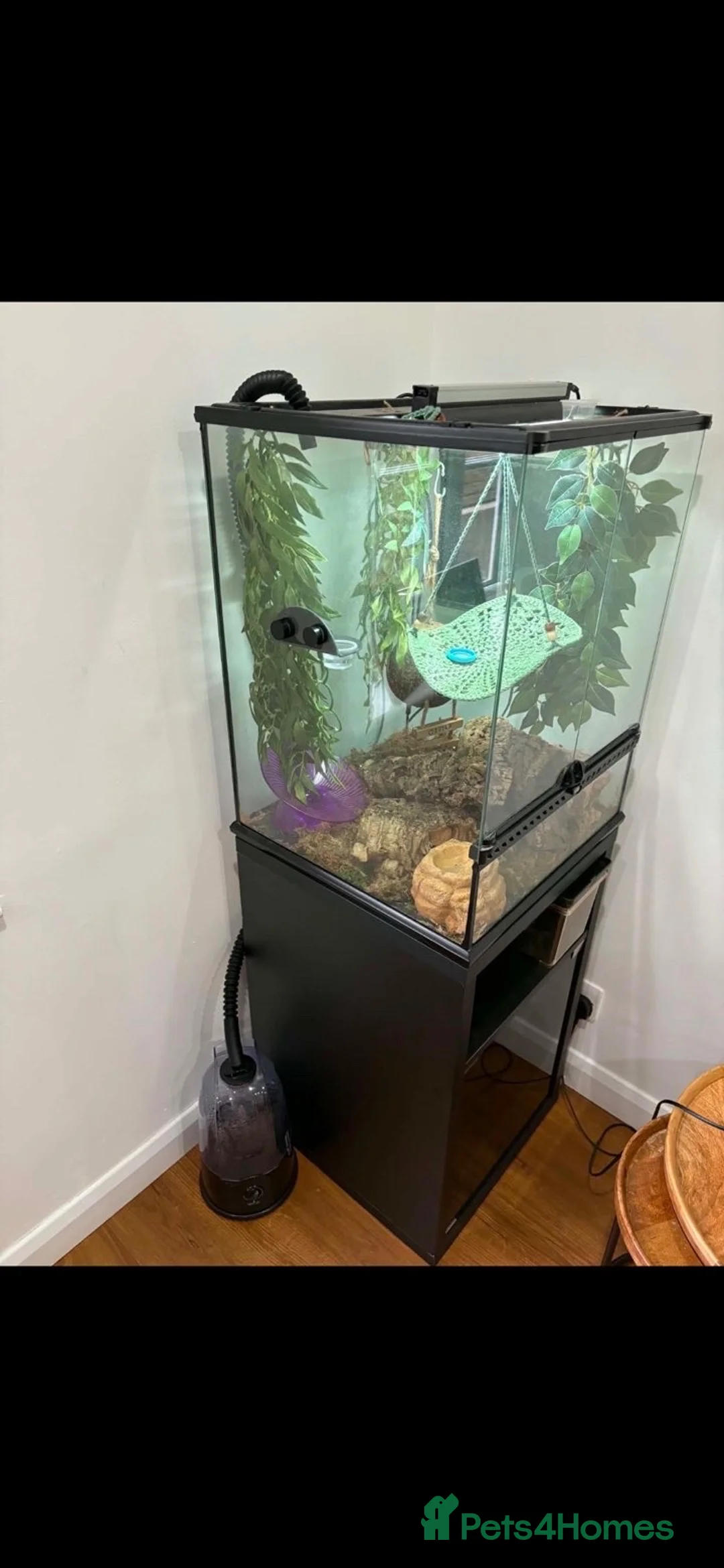 Gecko reptiles for sale: Female Crested Gecko and full set up - Advert 4