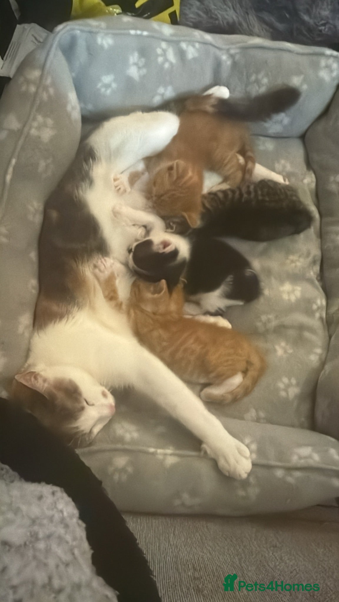 Mixed Breed cats 4 tom kittens  - Advert 6