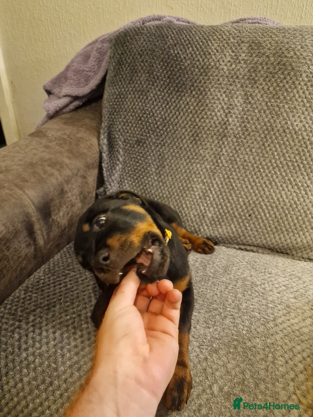 Rottweiler dogs for sale: 10 week old rottweiler female - Advert 9