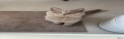 British Shorthair cats for sale: Beautiful lilac British short hair kittens - Advert 17