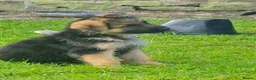 German Shepherd dogs for sale: Gorgeous German shepherd puppies - Advert 18