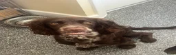Cocker Spaniel dogs for sale: Full bred cocker spaniel puppies in Cambridge - Advert 1