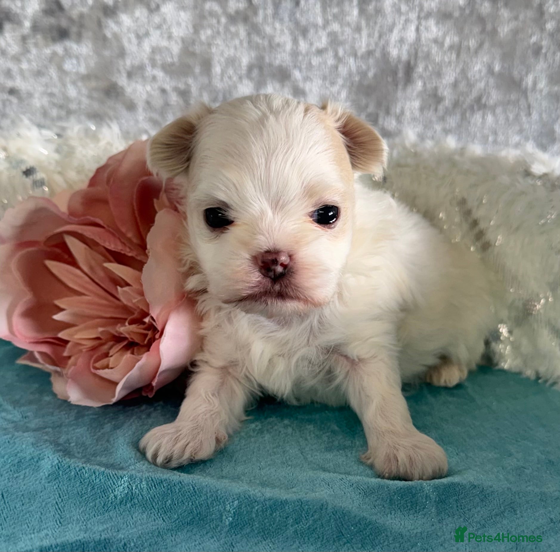 Maltipoo dogs F1B korean maltipoos - Advert 8