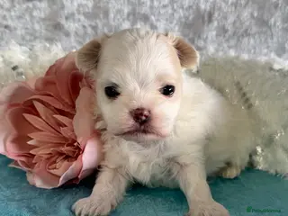 Maltipoo dogs F1B korean maltipoos - Advert 8