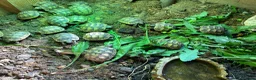 Tortoise reptiles for sale: Mediterranean spurthigh tortoise hatchlings in Plymouth - Advert 4