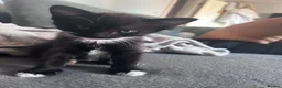 Mixed Breed cats for sale: Mixed litter ready for their forever home in Blandford Forum - Advert 3
