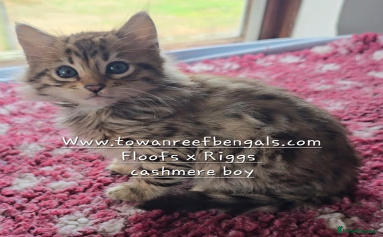 Bengal cats - Advert 2