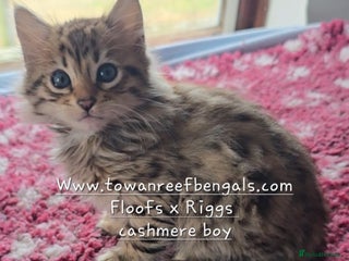 Bengal cats - Advert 2