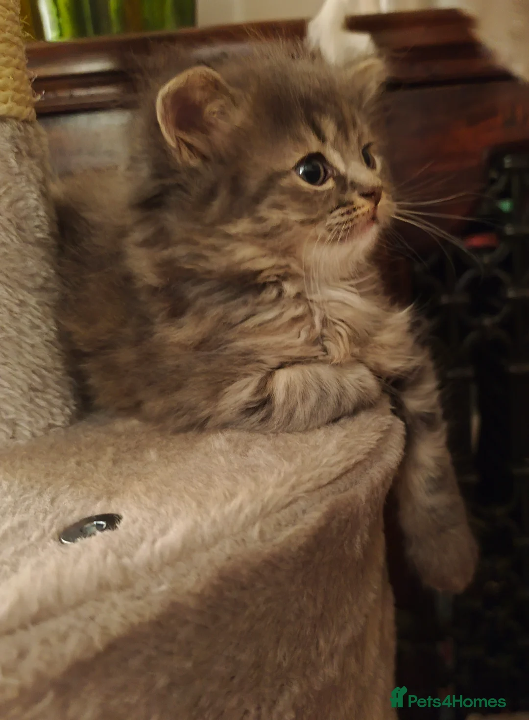 Persian cats for sale: Persian Mixed (F) & Kitten (F) - Advert 7