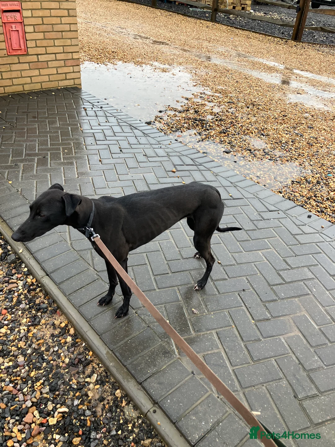 Saluki dogs for sale: Suzuki whippet - Advert 1