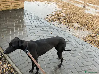 Saluki dogs Suzuki whippet - Advert 1