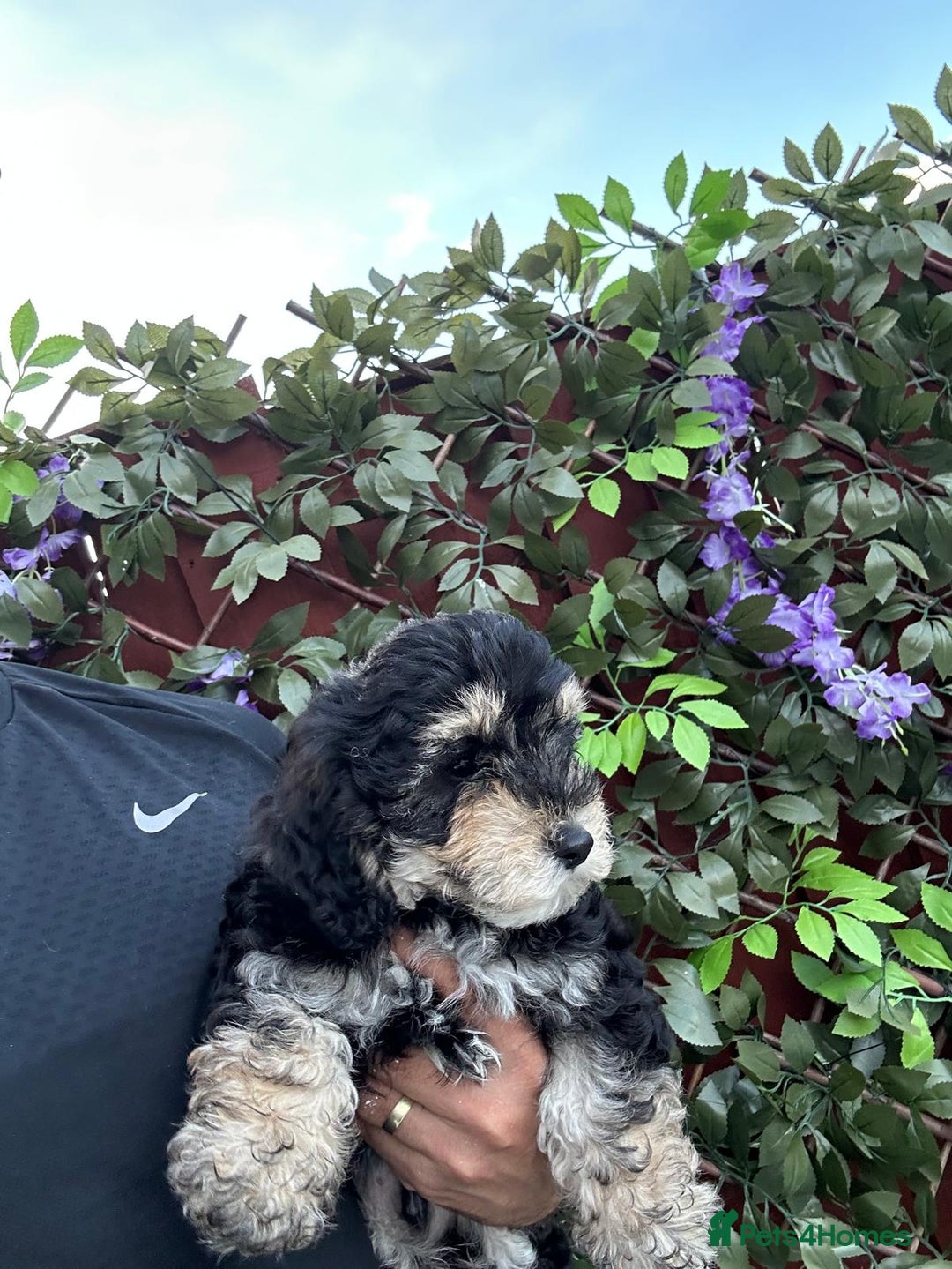 Maltipoo dogs for sale: 💙 LAST MALTIPOO BOY-READY TO LEAVE  💙 in Lincoln - Image 2