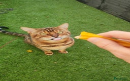 Bengal cats for sale: 🔥 Beautiful Boy Bengal Cat for Sale! 🔥 Plus 3 😺 - Image 10