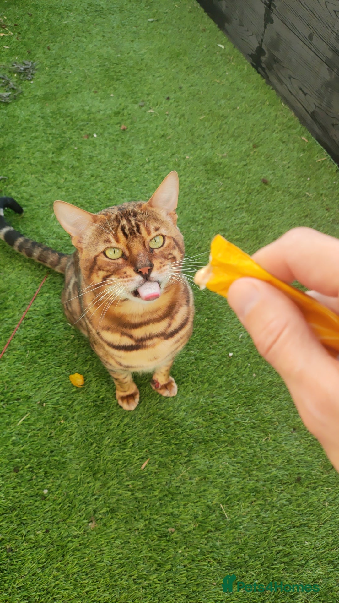 Bengal cats for sale: 🔥 Beautiful Boy Bengal Cat for Sale! 🔥 Plus 3 😺 - Image 10