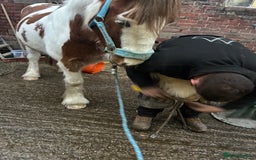 Irish Cob horses for sale: 5 yo skewbald cob 13.3 hh  - Image 5