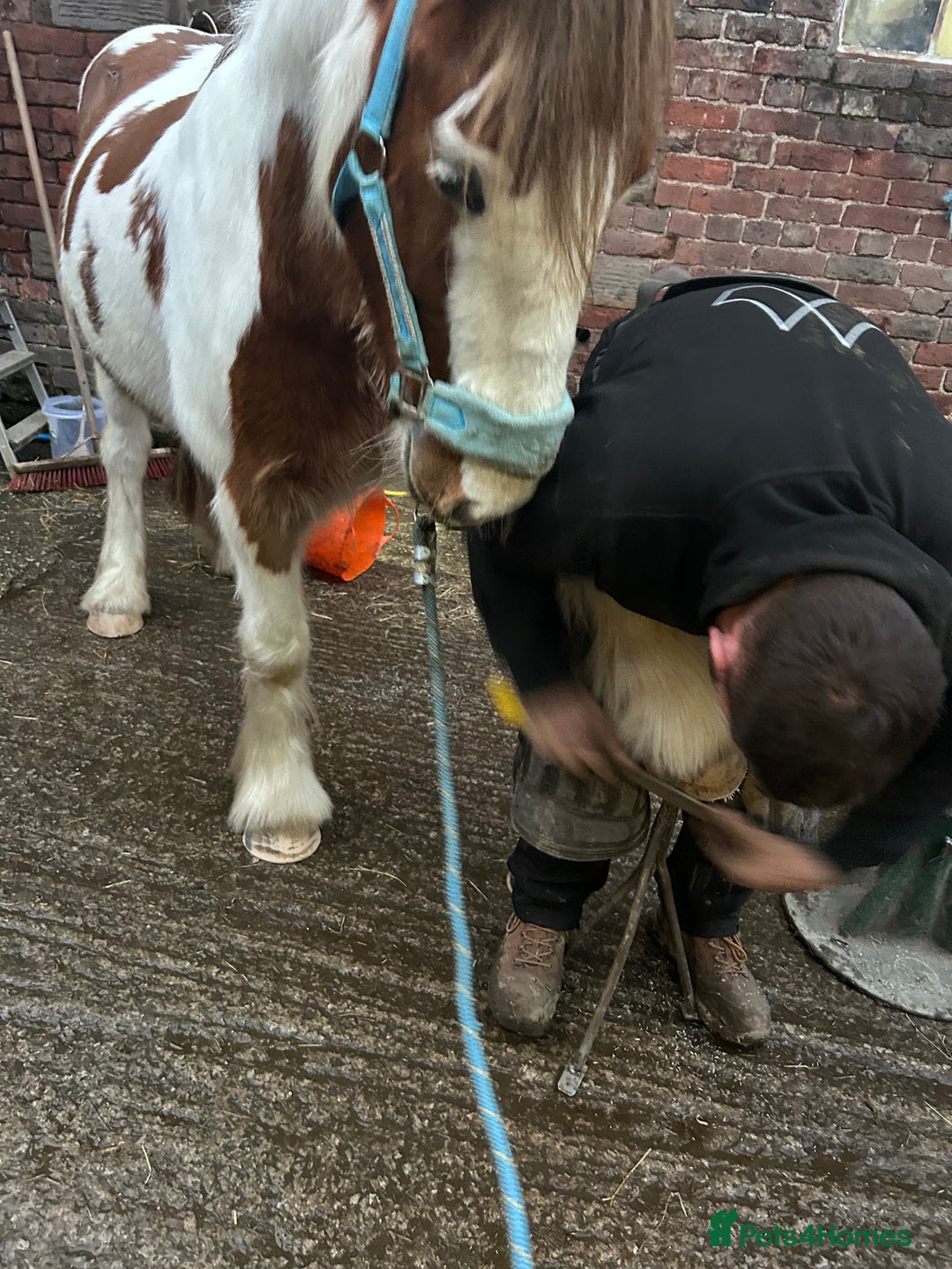 Irish Cob horses for sale: 5 yo skewbald cob 13.3 hh  - Image 5