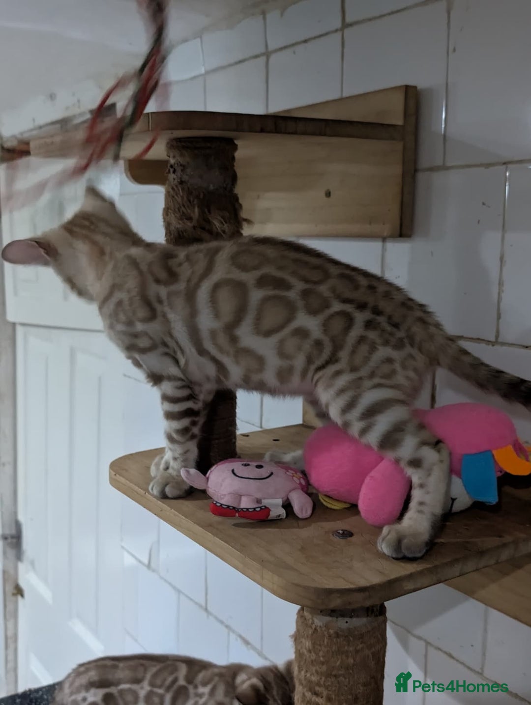 Bengal cats for sale: 🔥✨Pedigree TICA-Registered Bengals - Advert 10