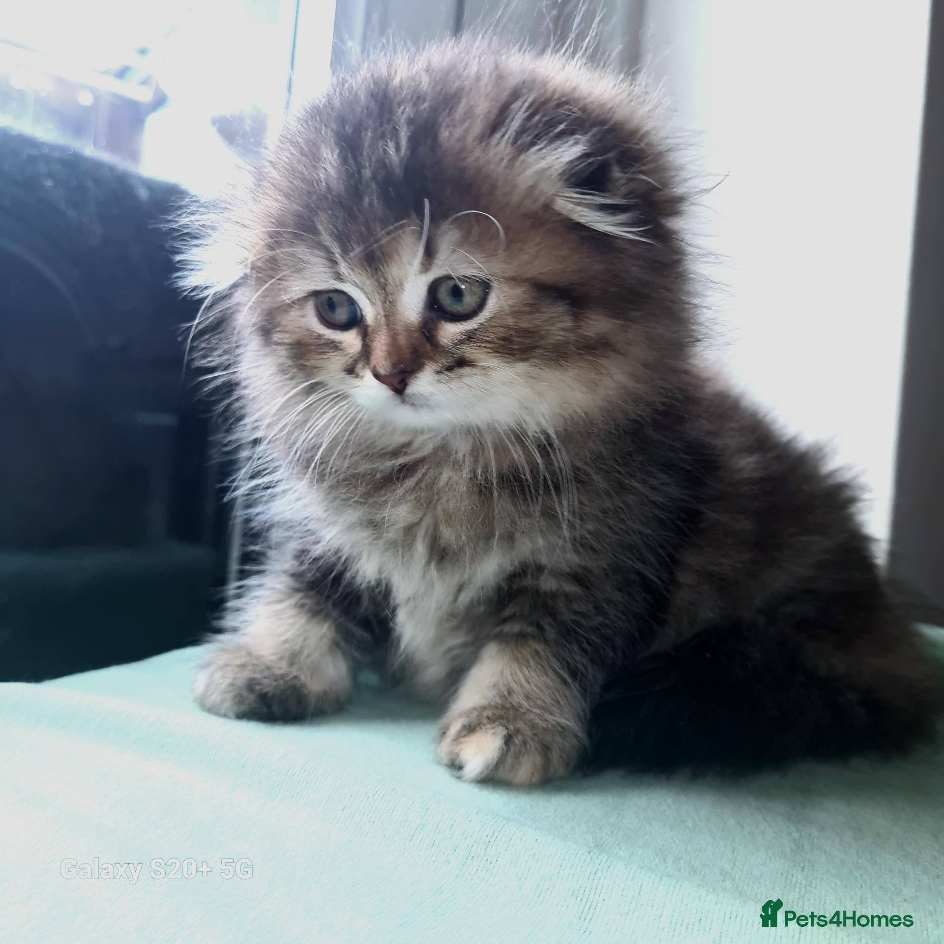 Scottish Fold cats Beautiful Scottish fold kittens  - Advert 2
