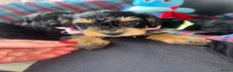 Schnoodle dogs for sale: F1 shnoodles  - Advert 6