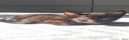 Mixed Breed cats for sale: Two beautiful females - Advert 4