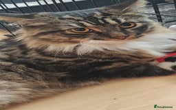 Mixed Breed cats for sale: Maine coon+BLR Cat - Image 12