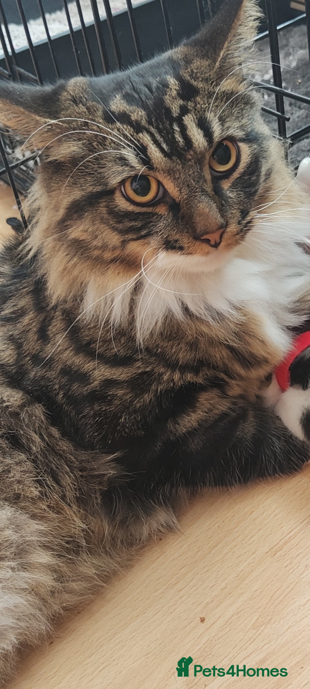 Mixed Breed cats for sale: Maine coon+BLR Cat - Image 12