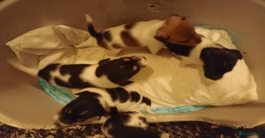 Jack Russell dogs Jack Russell puppies - Advert 1