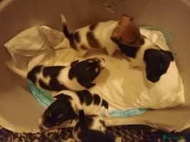 Jack Russell dogs Jack Russell puppies - Advert 1