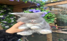 Mini Lop rabbits for sale: Adorable Mini Lop Baby’s  - Image 6