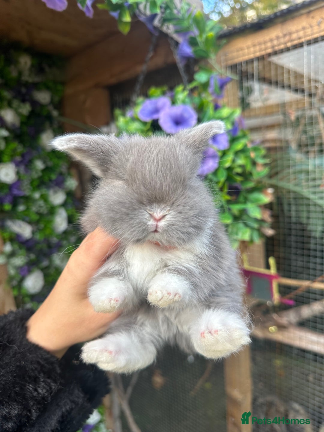 Mini Lop rabbits for sale: Adorable Mini Lop Baby’s  - Image 6