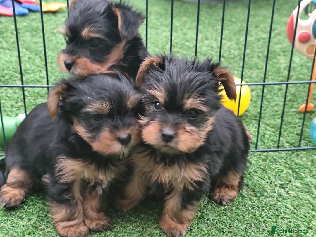 Yorkshire Terrier dogs for sale: Beautiful Mini Yorkshire Terrier puppies - Image 14