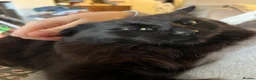 British Longhair cats for sale: Male cat for sale - Advert 3