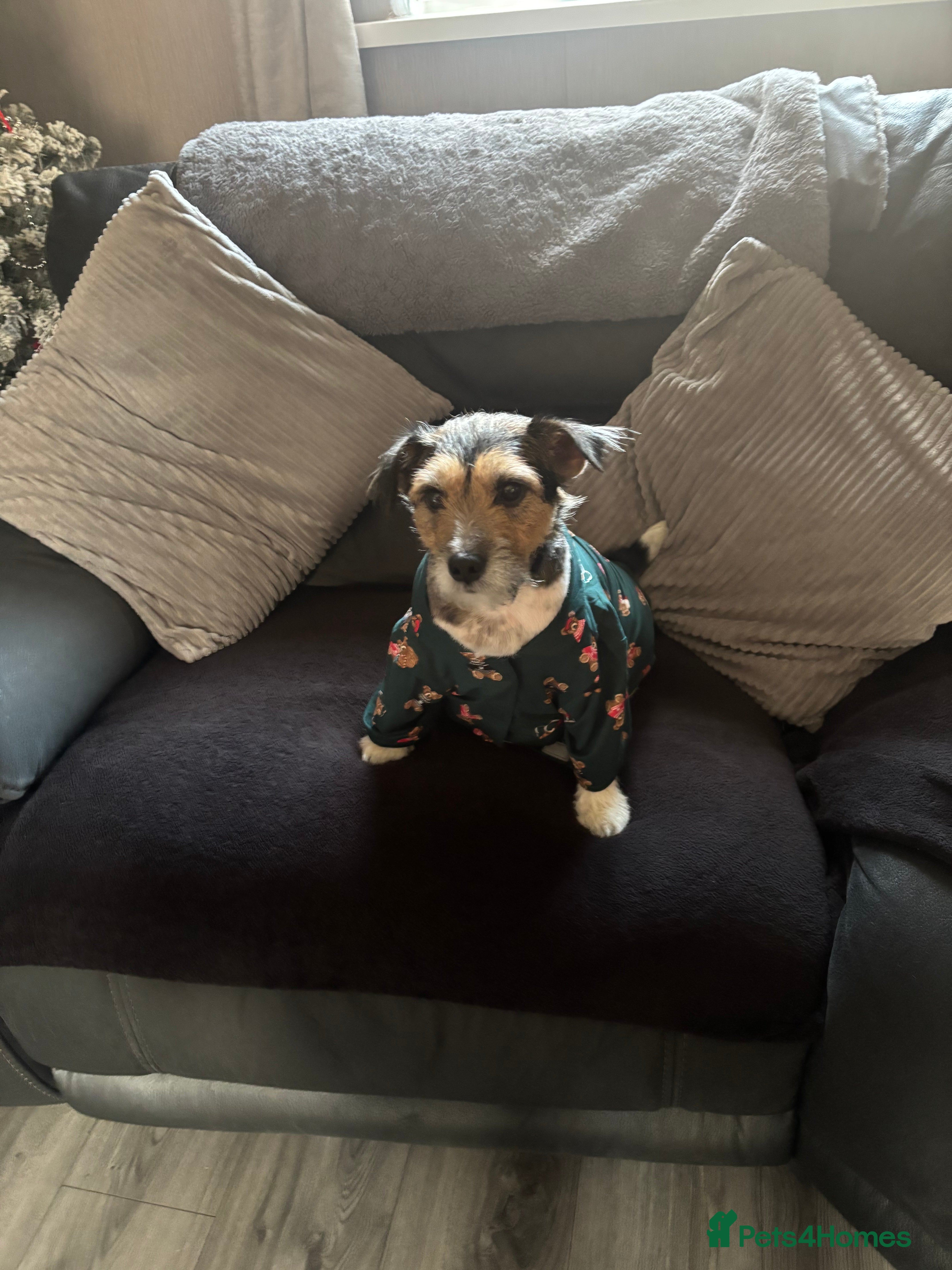 Jack Russell dogs Jack russel puppies - Advert 1