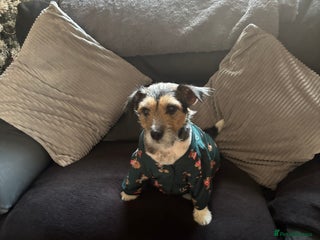 Jack Russell dogs Jack russel puppies - Advert 1